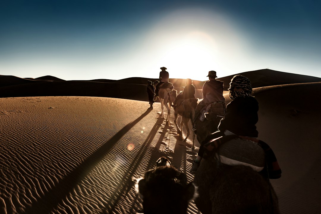 Camel caravan crossing the golden Moroccan dunes at sunset