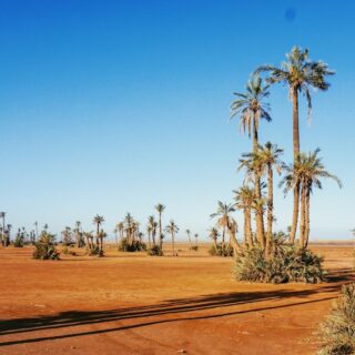 Illustrative quad biking and palm landscape near Marrakech